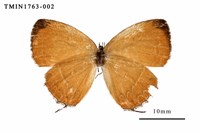 藏品(珂灰蝶)的圖片